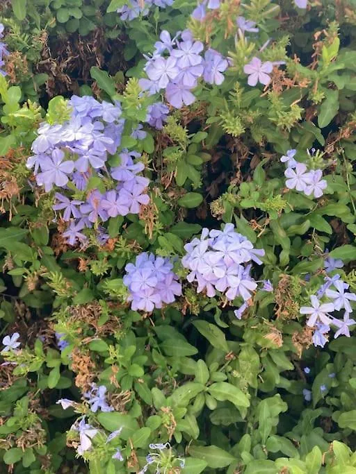 度假居 奥尔希瓦Alpujarra Garden Oasis别墅